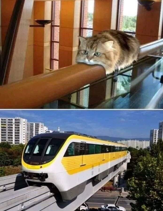 No Cats No Life tweet media