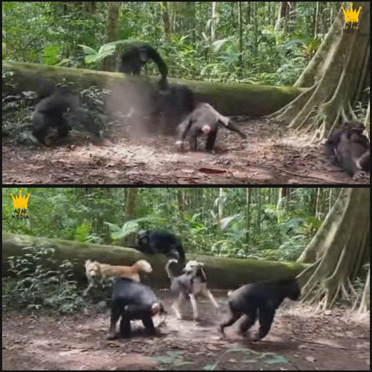 Mr PitBull tweet media