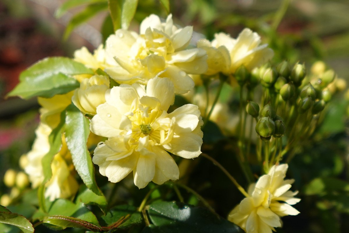 旧古河庭園 tweet media