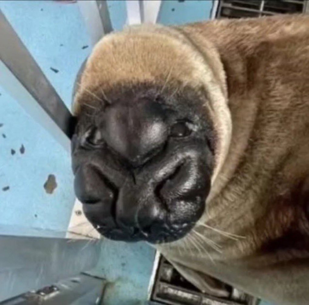 🩷🦭 Leah 🦭🩷 tweet media