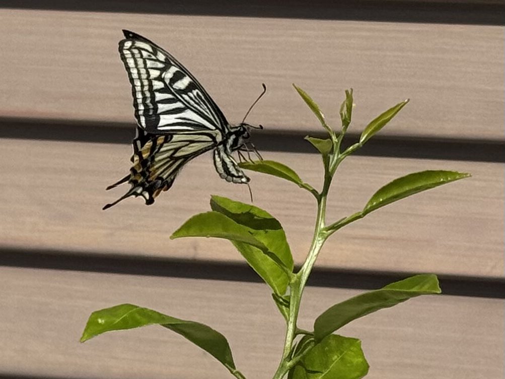 こりぃちゃんぴっぐ tweet media