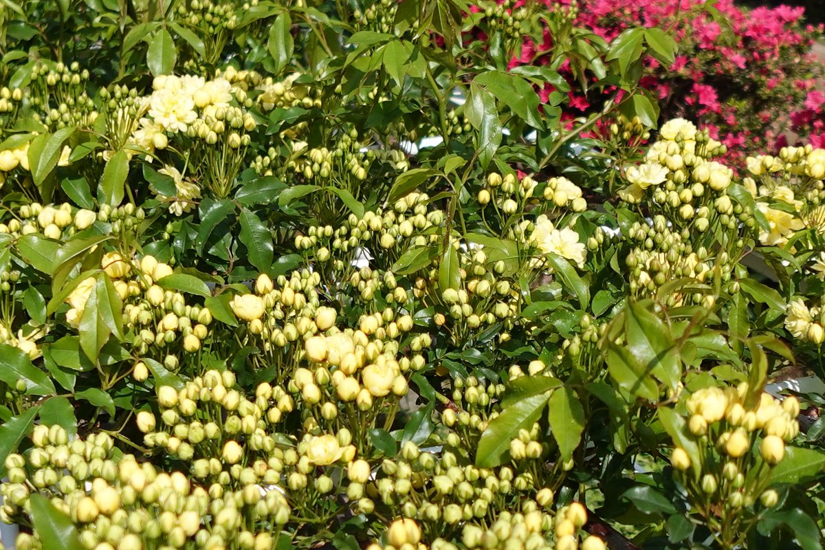 旧古河庭園 tweet media