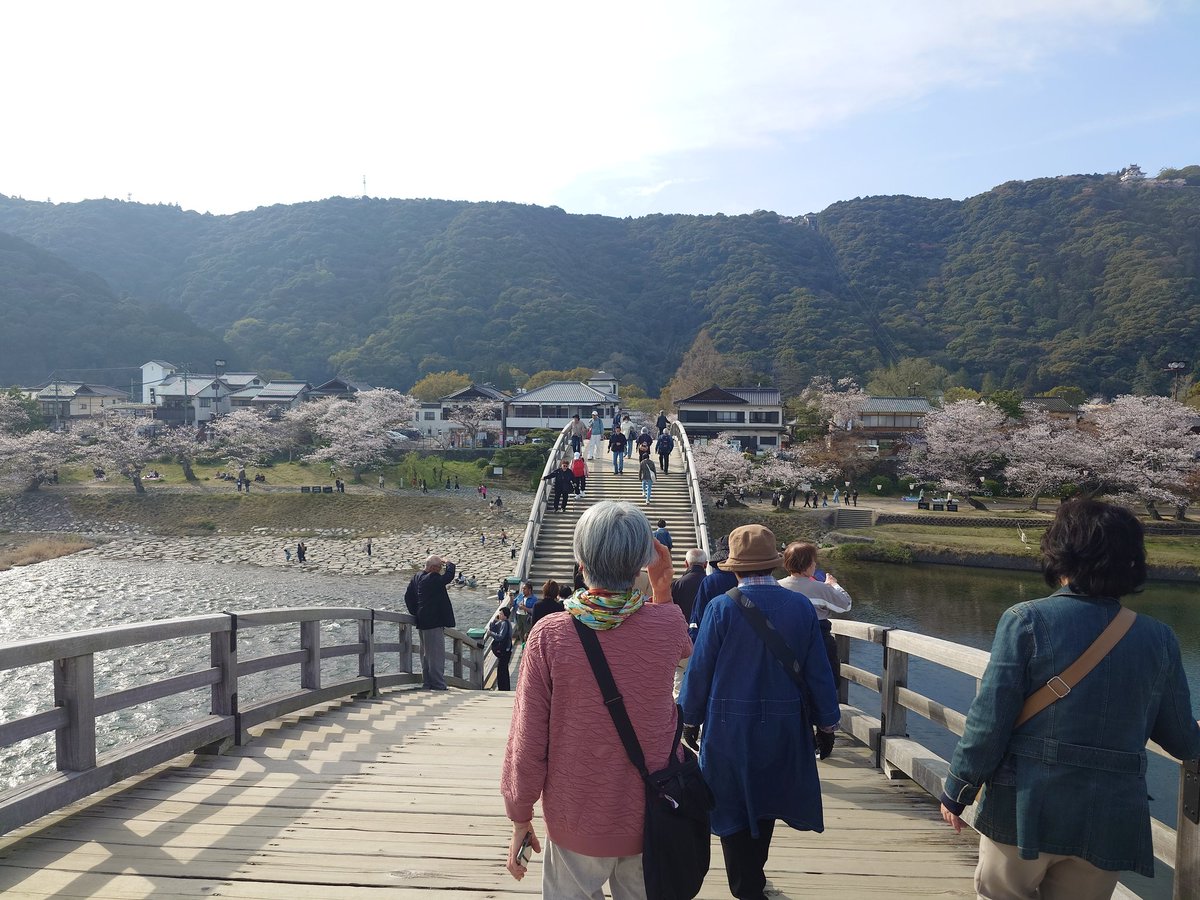 錦帯橋の桜🌸
川沿いにこんなに素敵な桜並木があるとは😲
綺麗〜✨️

桜祭りをしてまして屋台で蓮根コロッケや蒜山焼きそばを食べました

岩国の蓮根は普通の蓮根より穴が一つ多くて9個穴が空いているそうです

蒜山焼きそばは岡山の御当地B級グルメだそうで、どちらもとっても美味しかったです😋