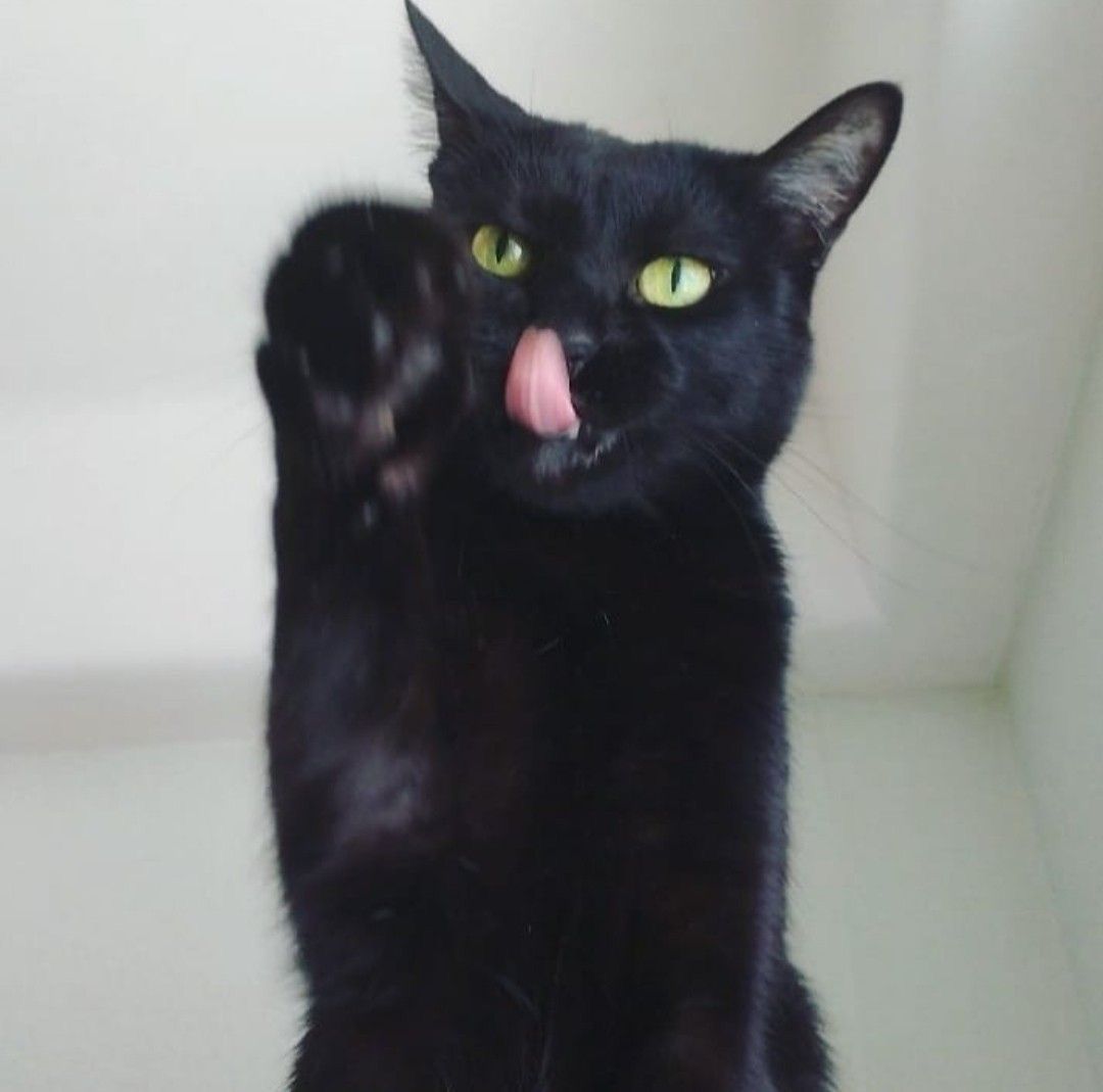 Black cats are not bad luck tweet media