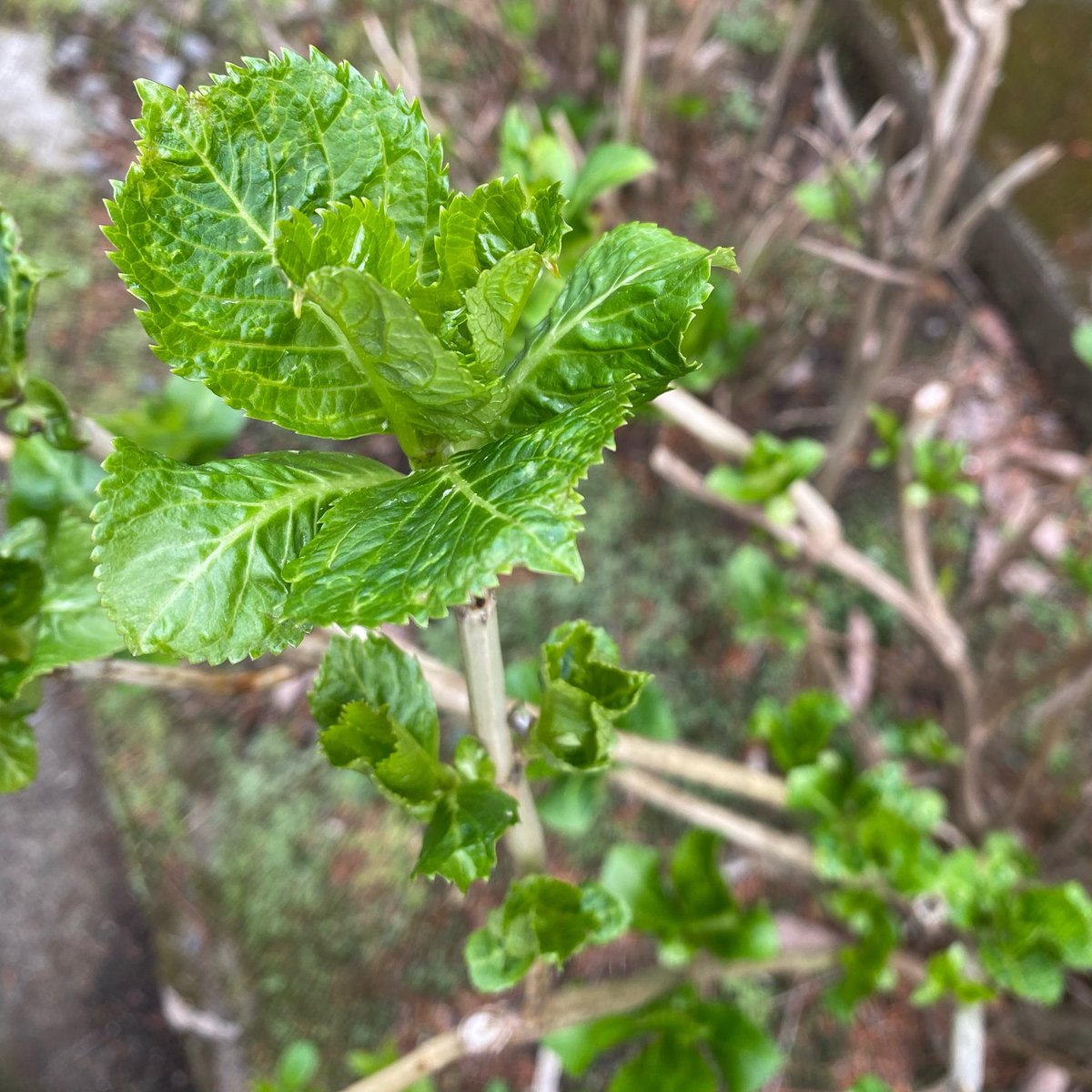 ‎⋆˖Tea＊fleur˖*さゆ＊ tweet media