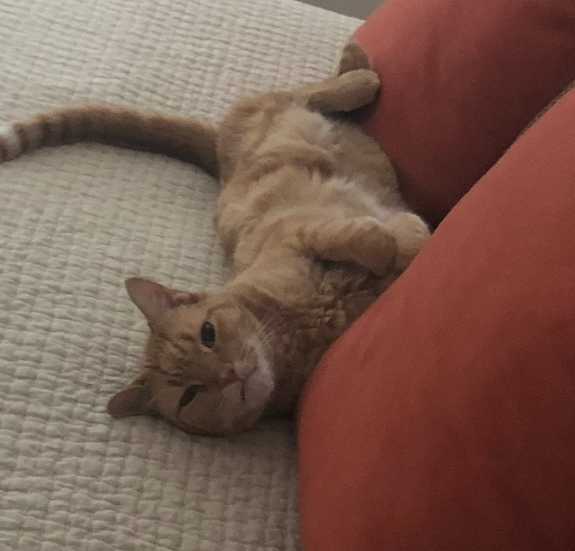 David Puddy tweet media