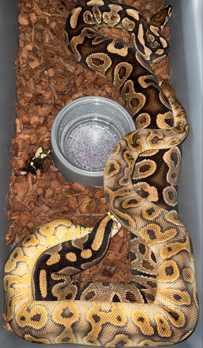 GHI Jaguar Clown x Grim YB