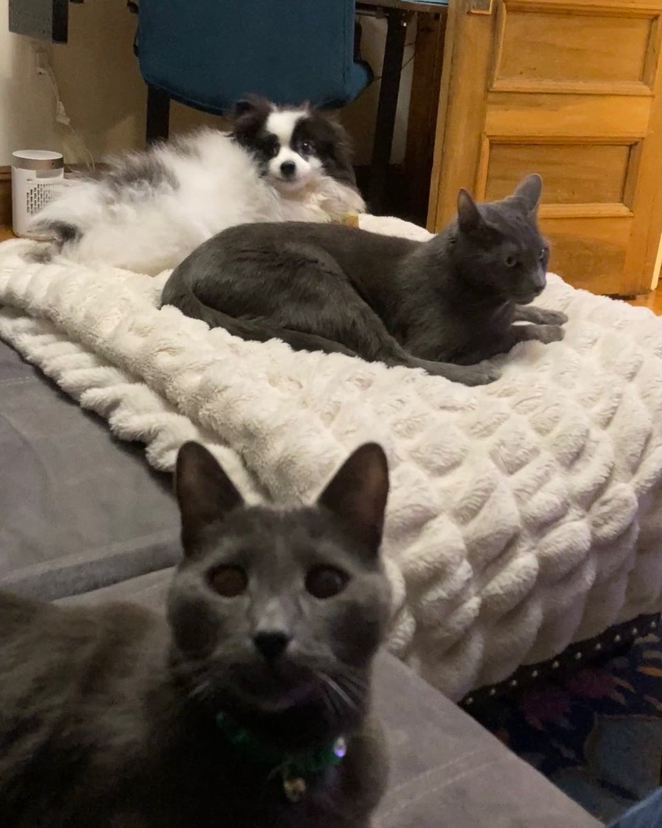 Julie (Aakadewin-O Waawaashkeshi Kwe) Francella tweet media