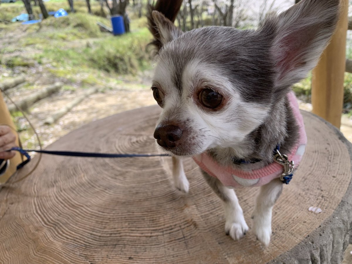 uochan0629's tweet photo. 新年度が始まってバタバタしていますが、自分のペースで楽しみます🐶

4/14 #咲野ゆり Jazz Club GALLON
5/21 #永田有吾 ロイヤルホース
5/28 #松下奈緒 ビルボードライブ大阪
10/24 #緑黄色社会 大阪城ホール https://t.co/YD2tWoRvba