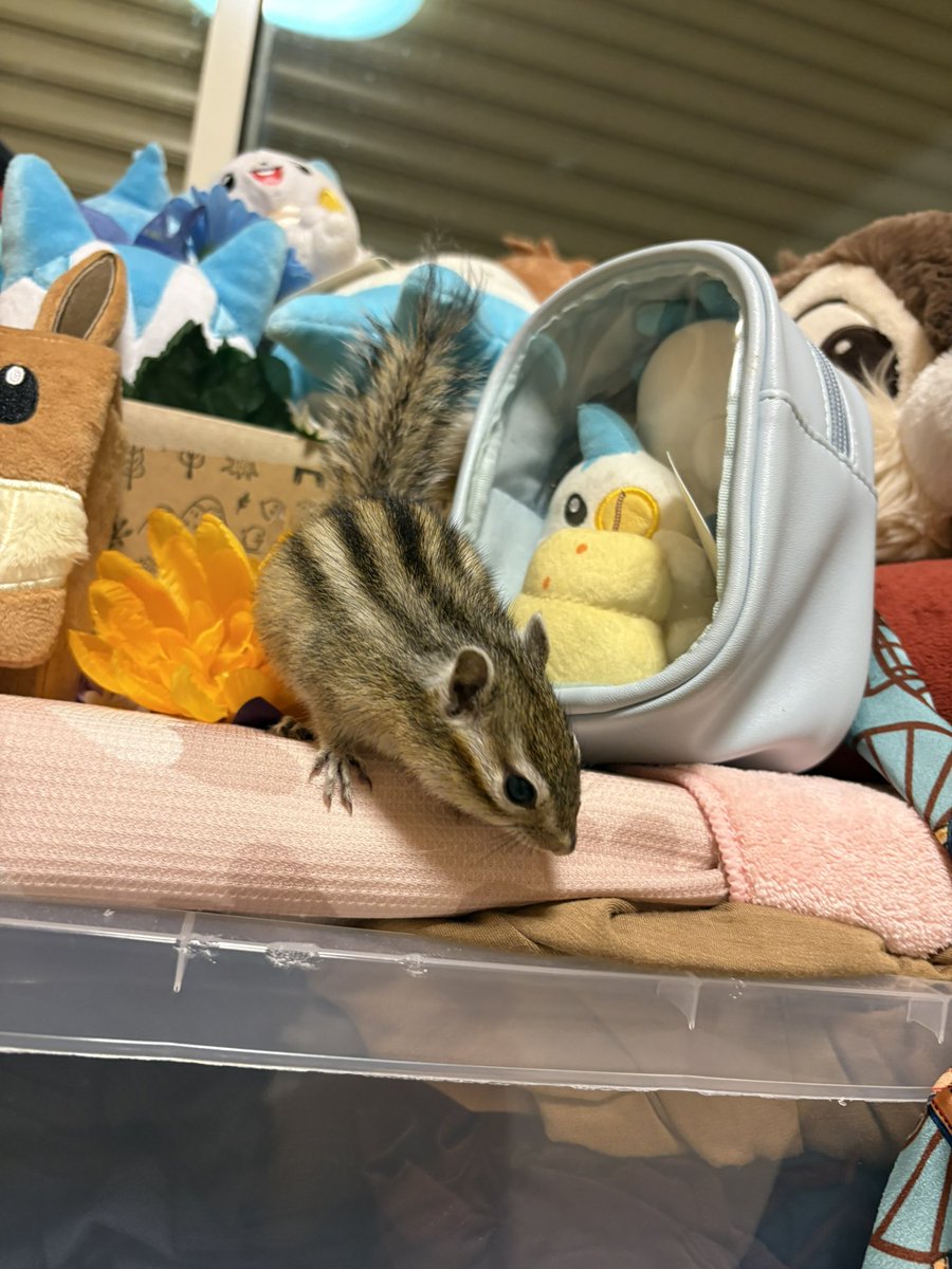 たみ🐿️Tamias tweet media