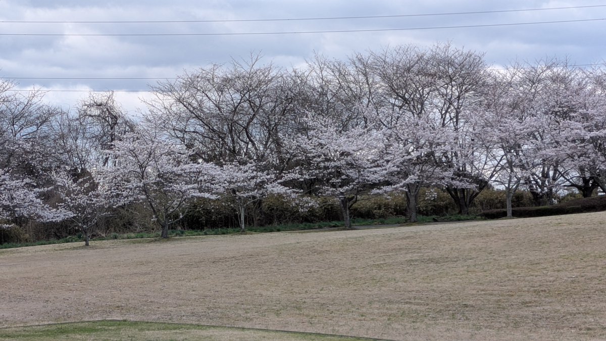 うしはくの桜が満開です🌸
来週中ごろまでが見ごろと思われますのでお花見などいかがでしょうか？
また本日4/11より前沢に伝来した「紺紙金字経断簡」の特別公開を実施しております（4/19まで）
中尊寺経と呼ばれる平泉藤原氏の発願による写経の一部と見られる貴重な資料です😮
ぜひご来館ください✨