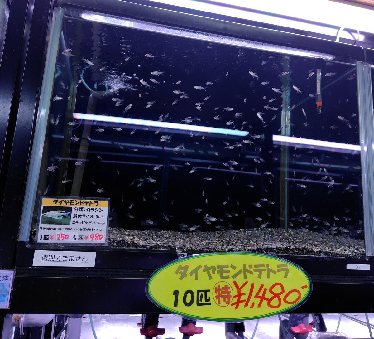 🐟️熱帯魚特売🐟️ ダイヤモンドの輝きを放つテトラ✨ 🟡ダイヤモンド