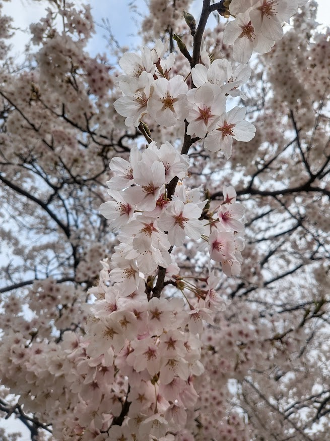 ゆっき～♪ tweet media