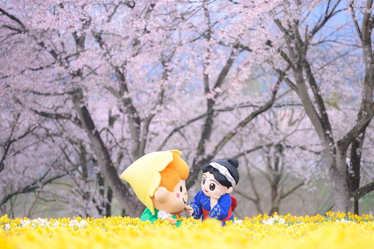 yumomi_chan9325's tweet photo. 🌸💛🌸💛🌸💛🌸💛🌸💛🌸💛

このとき、水仙ちゃんのほっぺたに🌸桜の花びらが、1枚ちょこんとついてて💛

可愛い"って、わたしが悶えていた瞬間を( ´,,•ω•,,`)♡

うちの天才カメラマン📸が激写しました！！！この、天才めっっ🫶

🌸💛🌸💛🌸💛🌸💛🌸💛🌸💛 https://t.co/oiuMj73M2Z