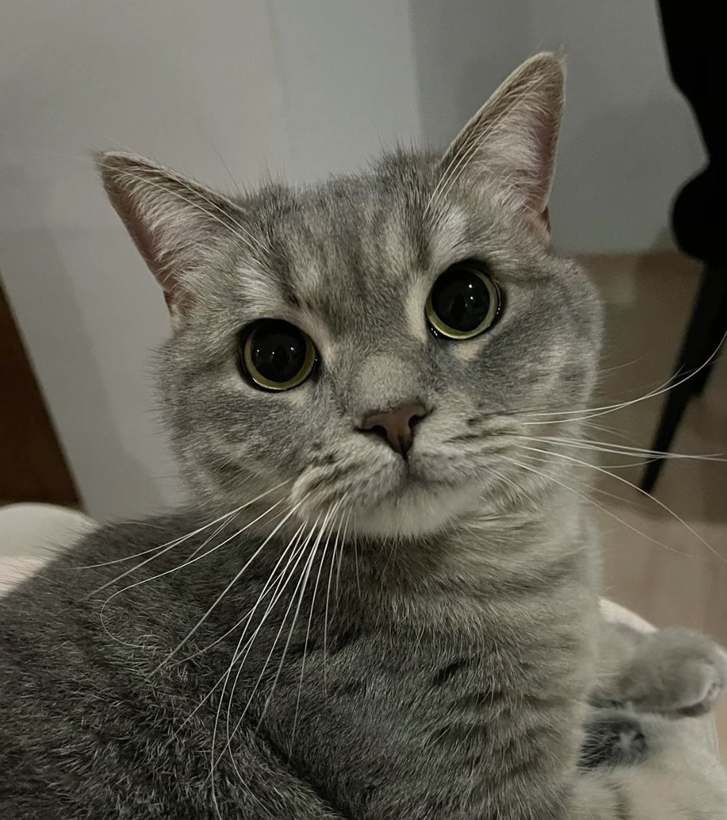 professional cat-ifyer of the HR cast tweet media