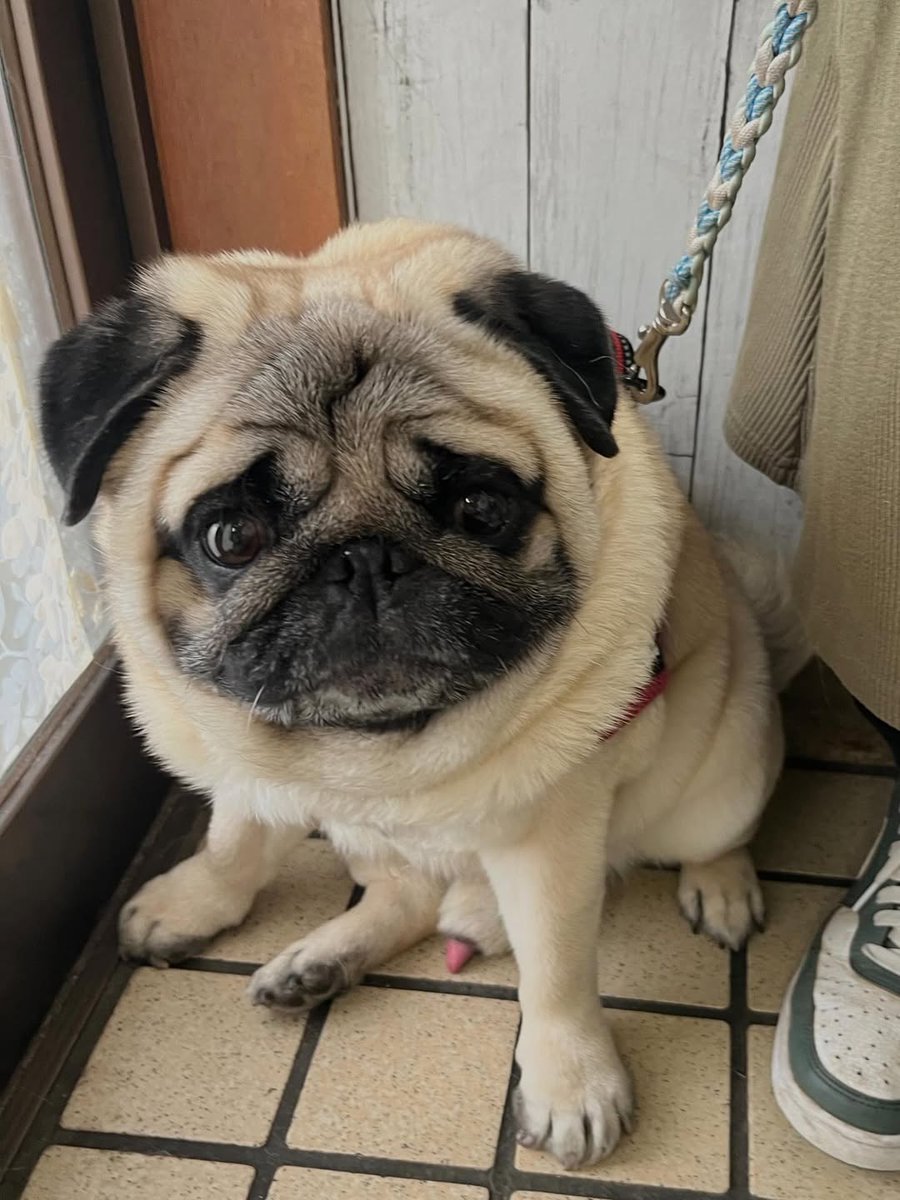 marymsmithson56's tweet image. Best photography 🥰🥰
#pug #puglove #puglife