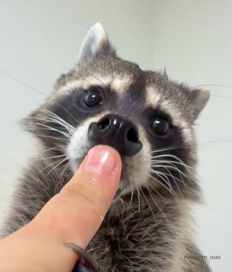 GiftiPlus tweet media