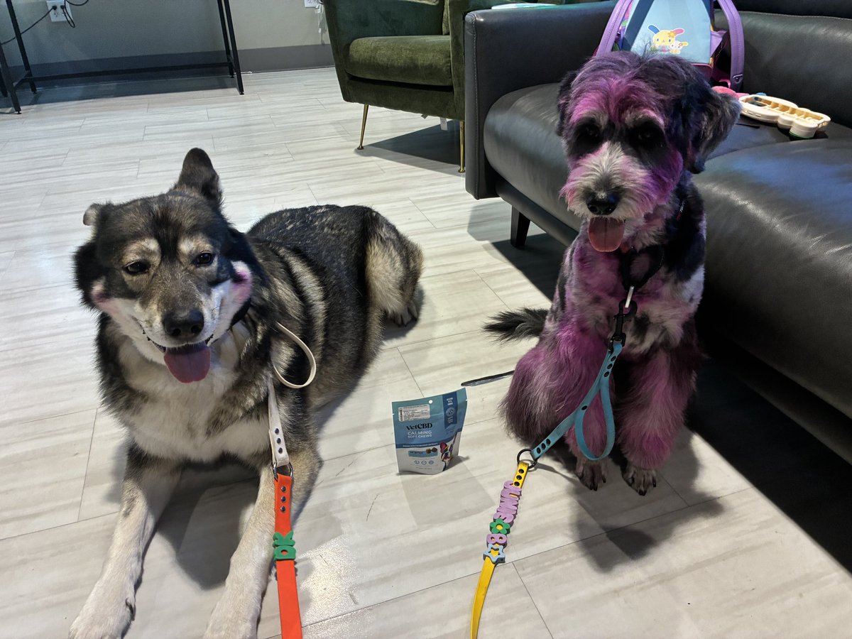 softpaws⋆🐾°ᶻ 𝗓 𐰁 tweet media