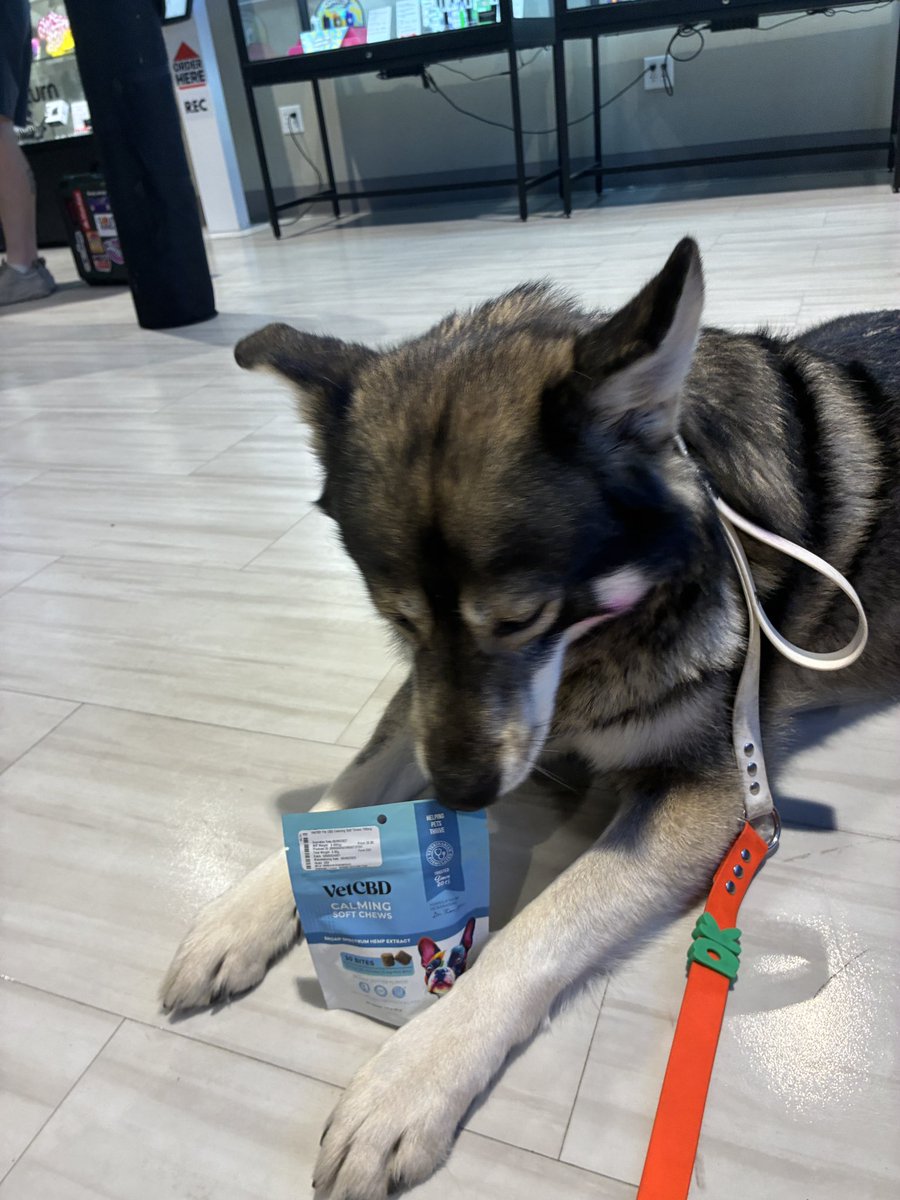 softpaws⋆🐾°ᶻ 𝗓 𐰁 tweet media