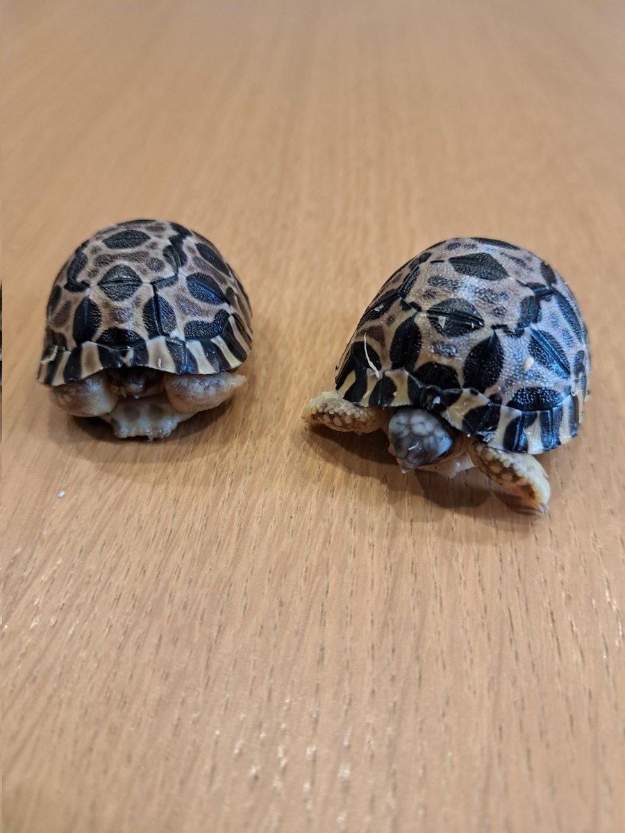 ZENITHnoko's tweet photo. ホウシャガメ孵化
今回は順調に発生し95日での孵化となりました
#ホウシャガメ https://t.co/fZKbJO32Za