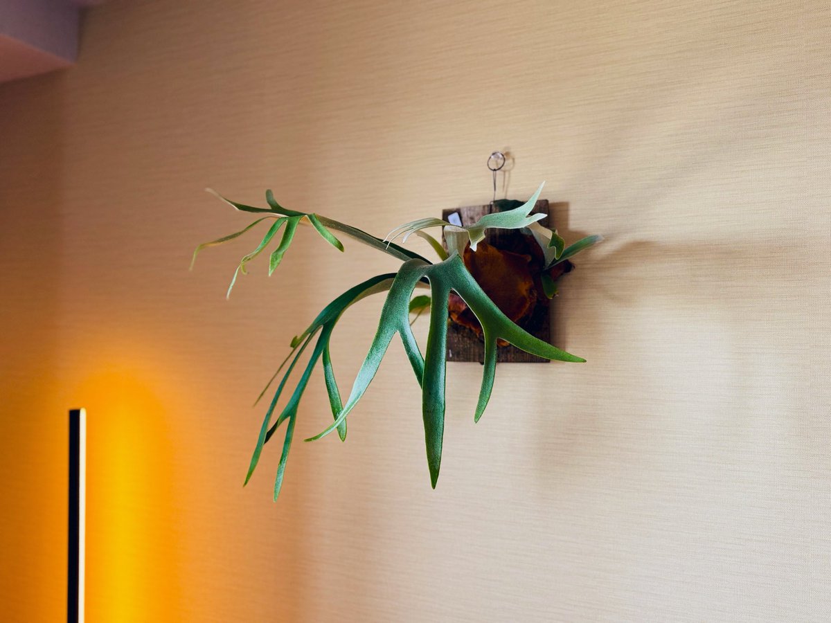 おはようペガサス🎠🪽
#観葉植物 #ビカクシダ #コウモリラン