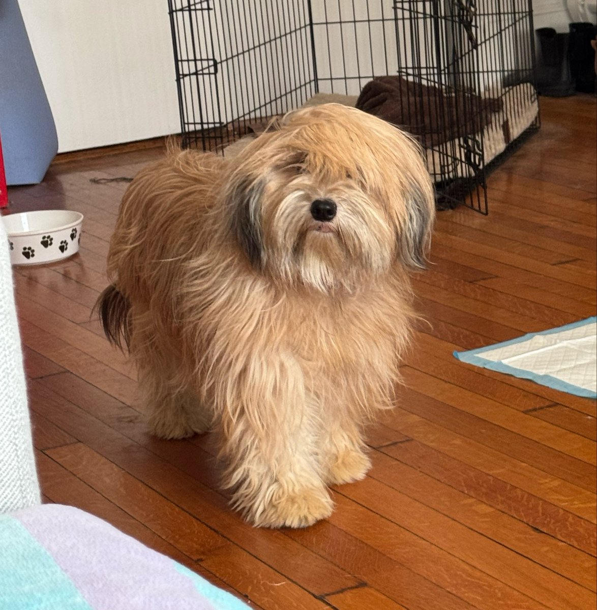 Sophie Vershbow tweet media