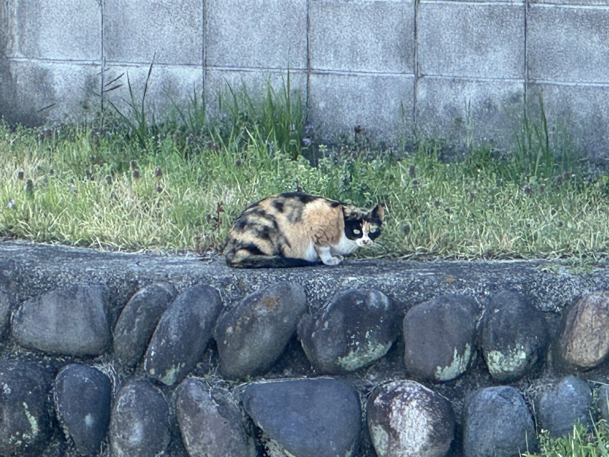 せし𝕏 tweet media