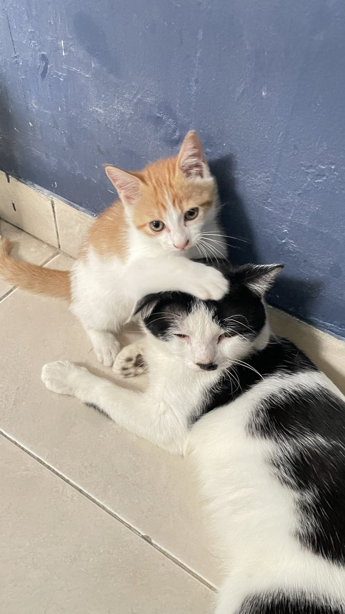 inod. | meyo. tweet media