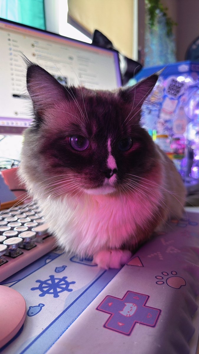 ~ Emotional Support Twink ~ tweet media