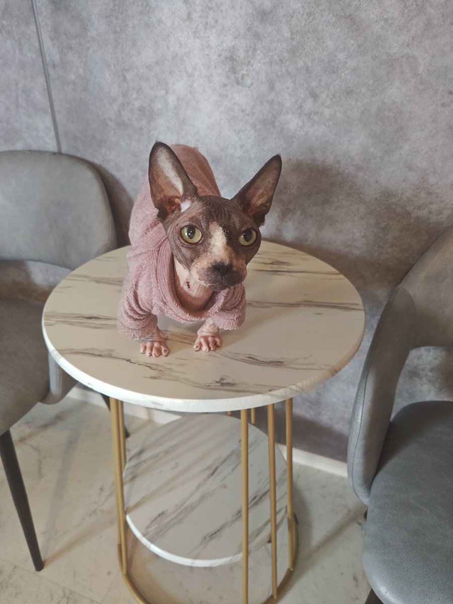 猫Cafeごろにゃん tweet media