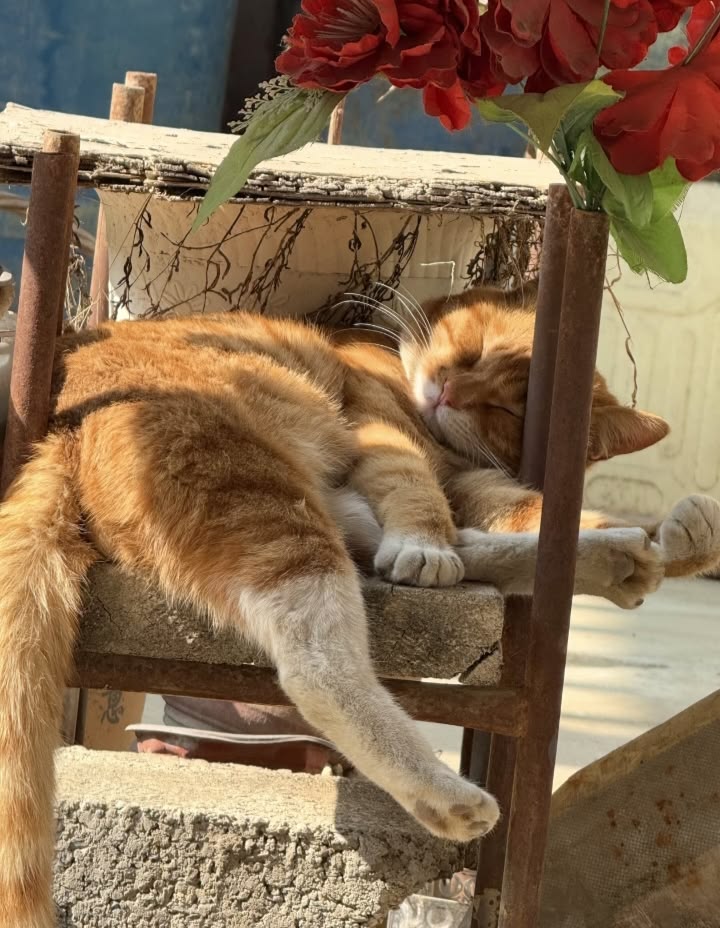 DailyCatsX's tweet photo. https://t.co/gLaEbldCrb