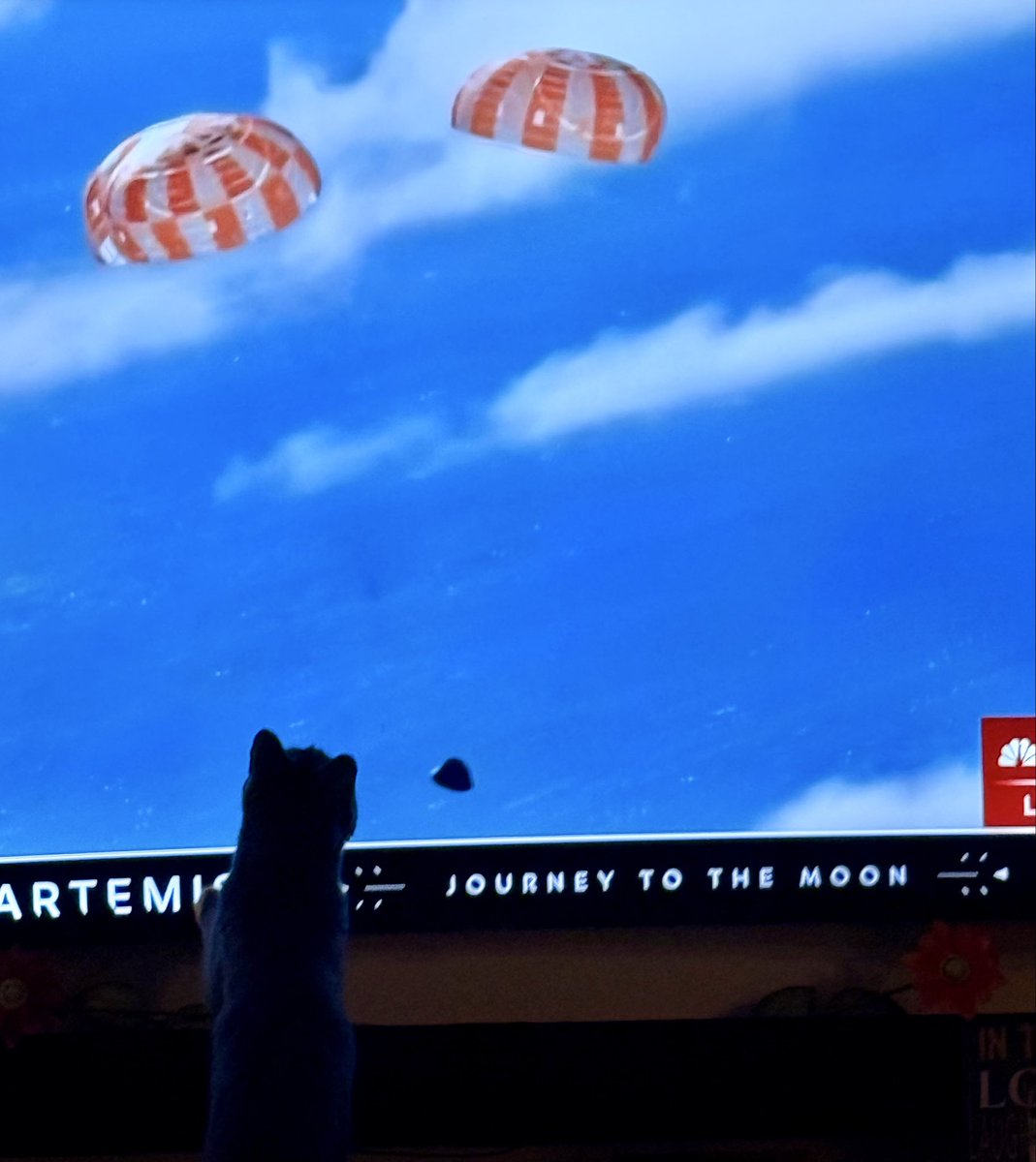 Foster_Fluff's tweet image. #Brucie is absolutely thrilled that the ARTEMIS II astronauts are safely home. #ArtemisII #NASA