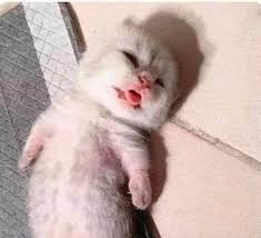 Zorua Chispitas tweet media