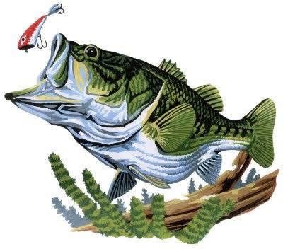 BassFishinFacts's tweet photo. #FACT Largemouth bass usually live around 6 to 16 years, depending on the lake, climate, fishing pressure, and food. The oldest known bass was 23 years old. https://t.co/2ZKYHogwjB