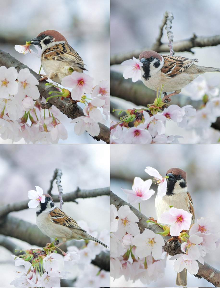 今日から明日の強風でだいぶ散ってしまうと思われるので、そろそろ見納めかもしれません🌸
今朝の花ラッパ詰め合わせ

#スズメ
#とりかわいいね
#ソメイヨシノ