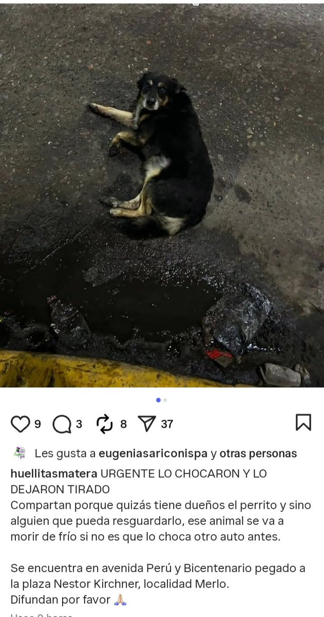 Perros de Merlo tweet media