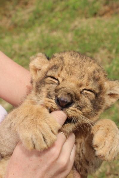 𝙬𝙝𝙤'𝙨 𝐟𝐢𝐫𝐞𝐛𝐫𝐚𝐧𝐝 ? tweet media