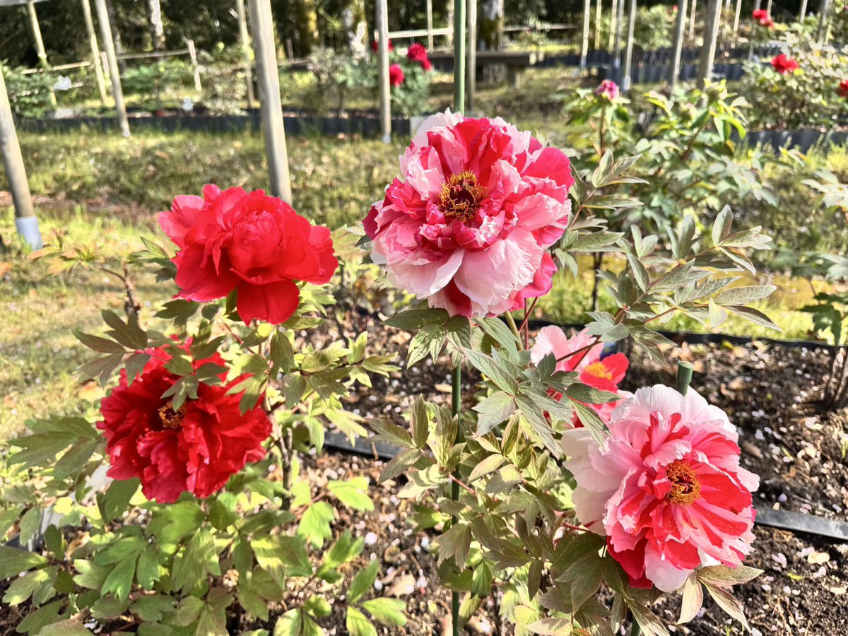 kenmori_park's tweet photo. 今日のぼたんです💮
全体の４割ほど咲いています💮

#けんもり
#ぼたん
#ぼたん園
#ボタンまつり開催中 https://t.co/4lkMr12ETP