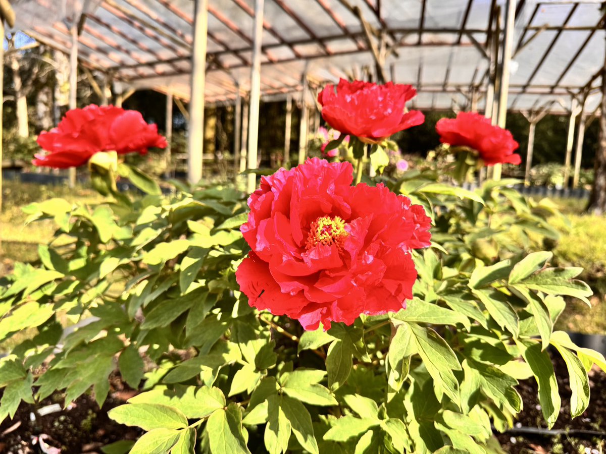 kenmori_park's tweet photo. 今日のぼたんです💮
全体の４割ほど咲いています💮

#けんもり
#ぼたん
#ぼたん園
#ボタンまつり開催中 https://t.co/4lkMr12ETP