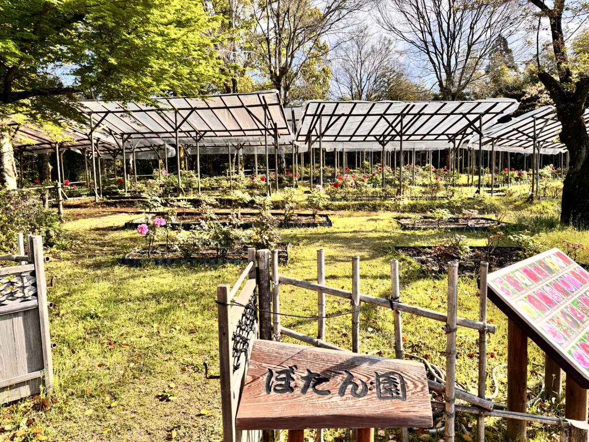 kenmori_park's tweet photo. 今日のぼたんです💮
全体の４割ほど咲いています💮

#けんもり
#ぼたん
#ぼたん園
#ボタンまつり開催中 https://t.co/4lkMr12ETP