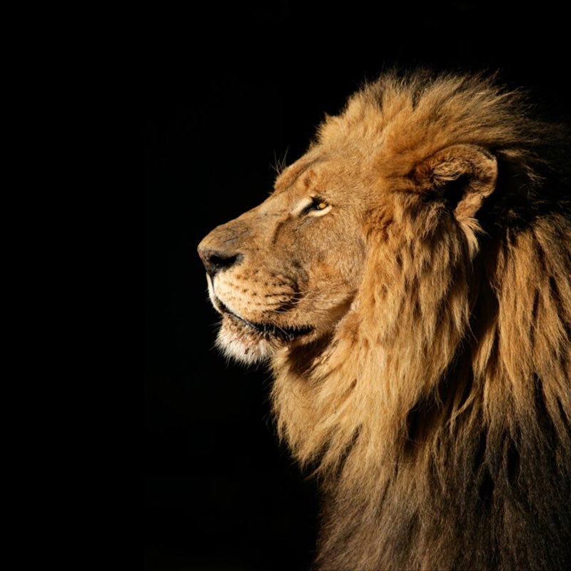 Chequei Ancap tweet media