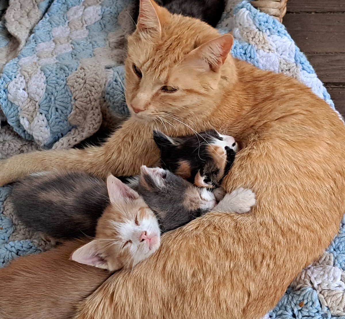 Every day is Caturday