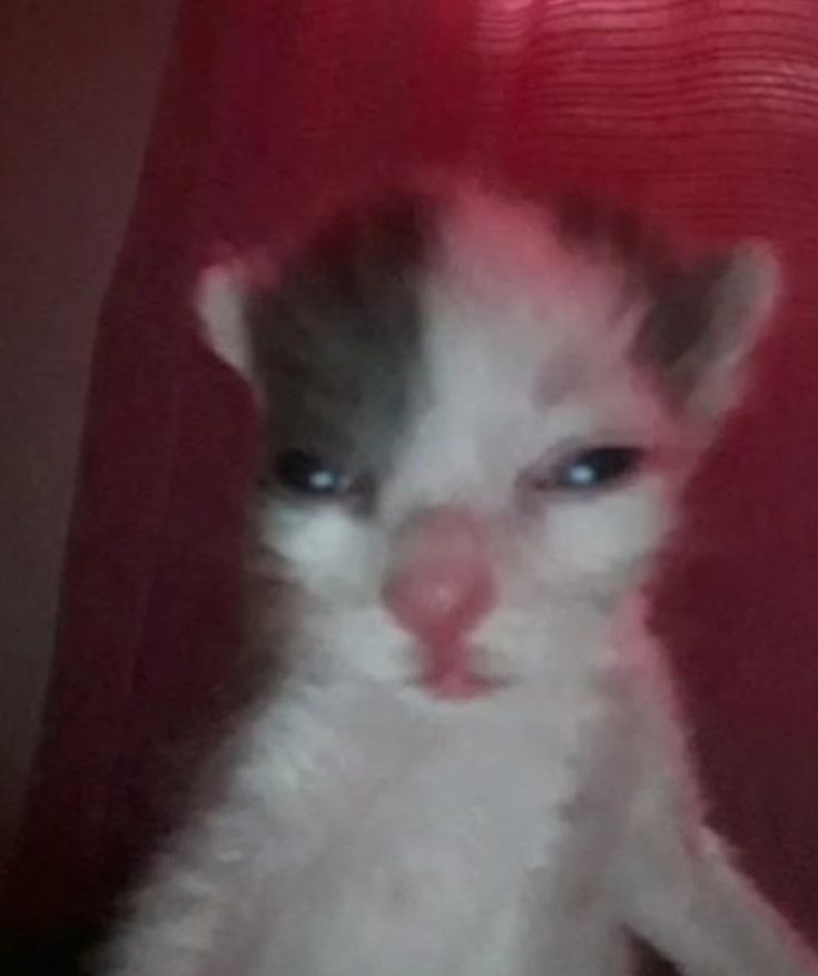 Zorua Chispitas tweet media