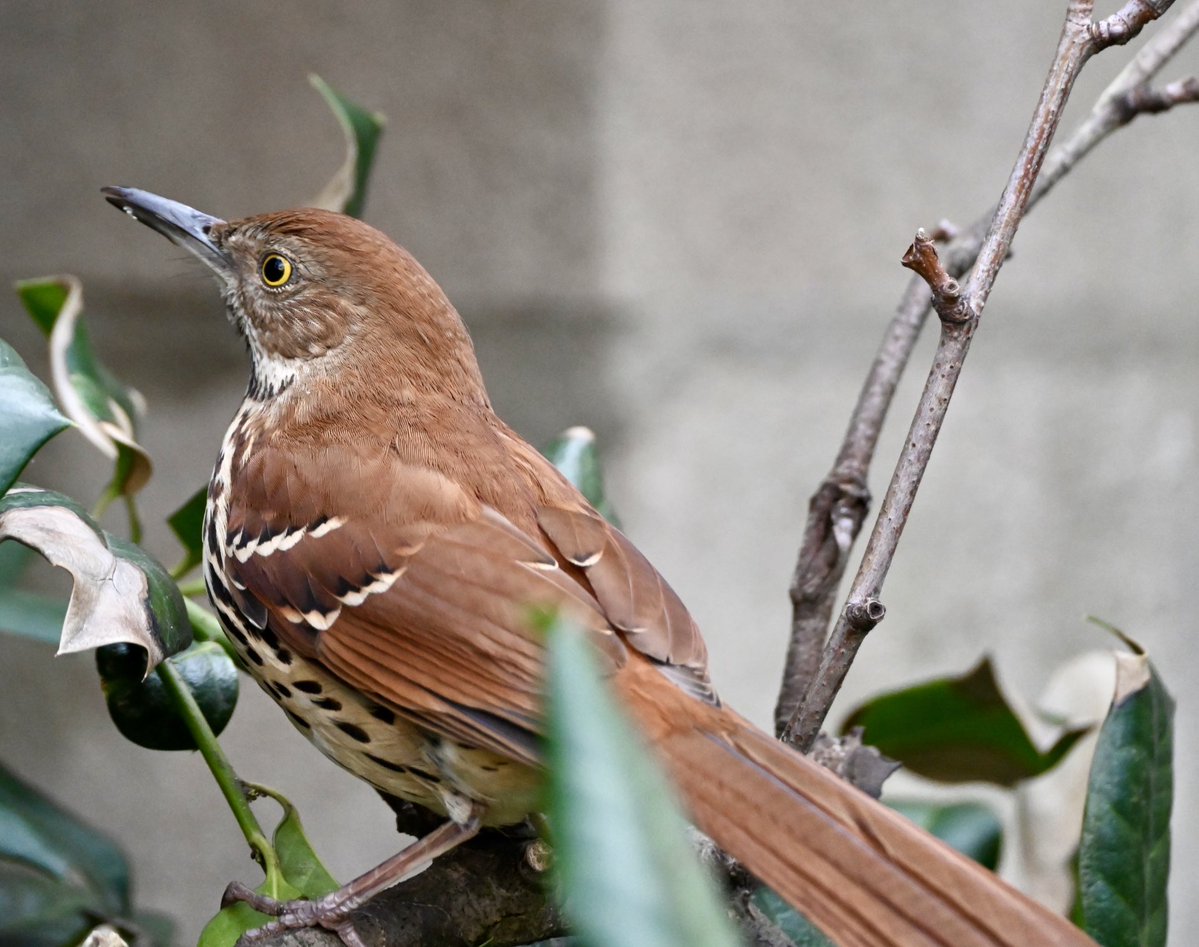 lorifaithnyc's tweet image. Got a quick glimpse of the brown thrasher today at Bryant Park before it took refuge away from the tourists. #birdwatching #birdcpp #springmigration @BryantParkNYC