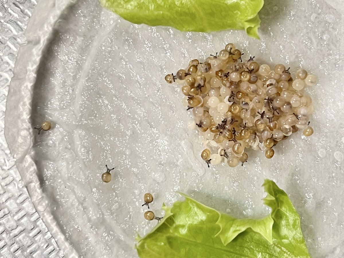 tomotomel's tweet photo. 今シーズンもワラワラと孵化が始まった🐌 https://t.co/QlI3ydz21u