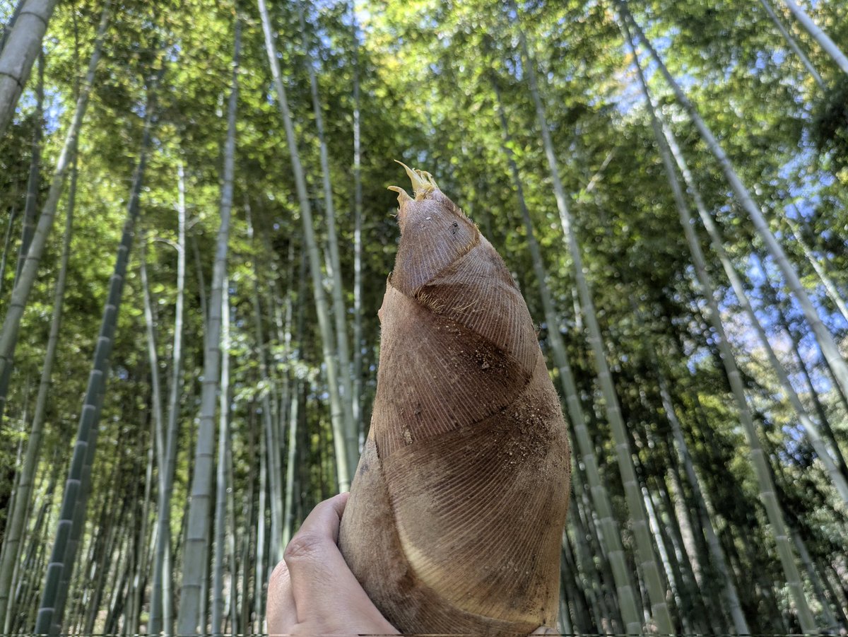 okautan's tweet photo. 倉敷市真備町のまきび公園内にあるたけのこ茶屋さんにタケノコを持っていきました😊

開店前からタケノコ目当てのお客さんが並んでいました。
真備のタケノコはとても人気だそうです👍 https://t.co/a3EjHq1BgS