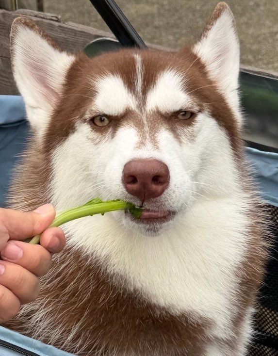 ふくまる＋ぶな＝ tweet media