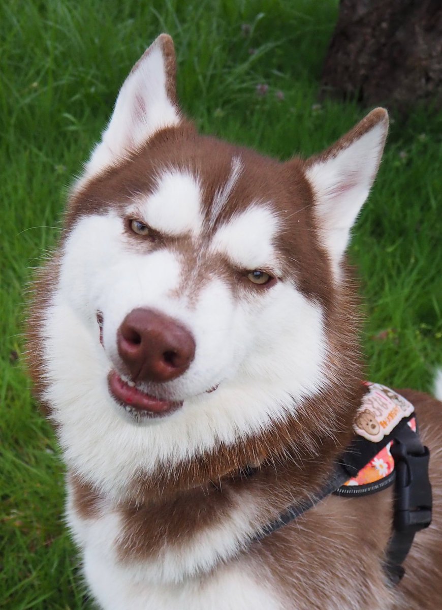 ふくまる＋ぶな＝ tweet media