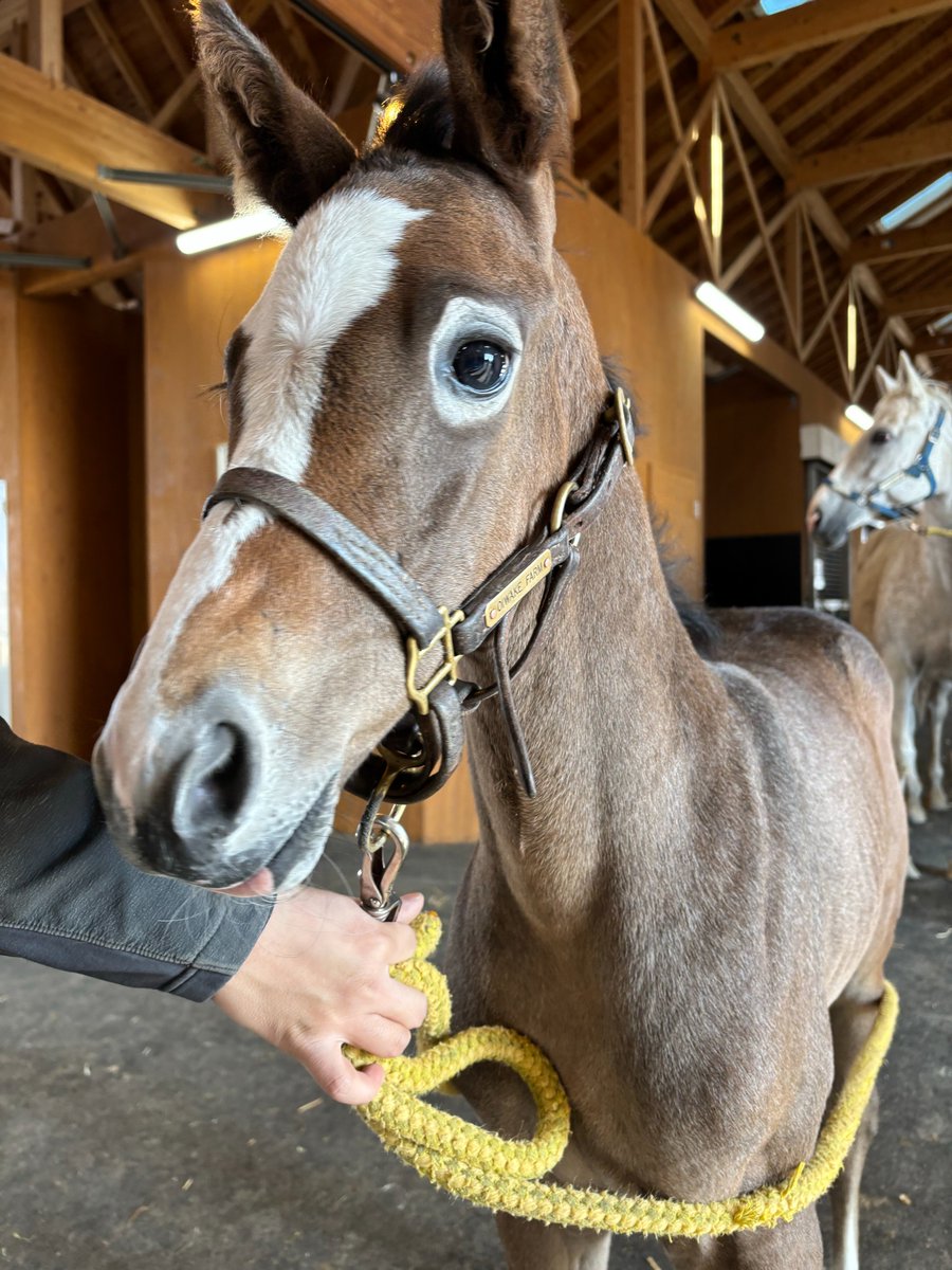 追分ファーム（公式） tweet media