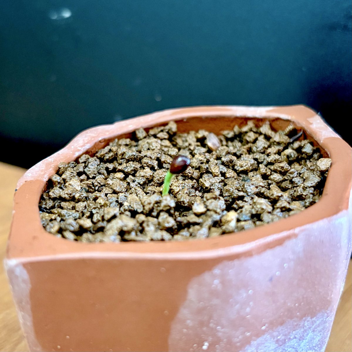 たぶんクマ〻MaybeKuma tweet media